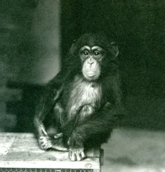 Un jeune chimpanzé assis sur une caisse en bois au Zoo de Londres en 1924