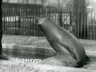 Un jeune éléphant de mer se retournant, Zoo de Londres