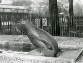 Un jeune éléphant de mer se retournant, Zoo de Londres