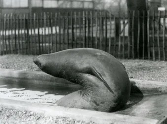 Un jeune éléphant de mer se retournant, Zoo de Londres
