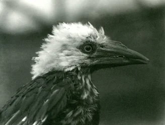 Un jeune calao au Zoo de Londres