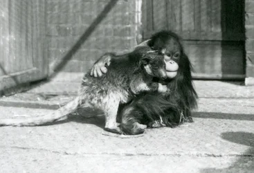 Un jeune orang-outan étreint un kangourou arboricole au zoo de Londres en 1927