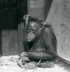 Un jeune orang-outan assis dans son enclos au Zoo de Londres, octobre 1925
