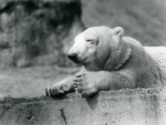 Un jeune ours polaire reposant sur une corniche en béton au zoo de Londres en 1927