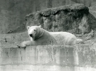 Un jeune ours polaire se repose sur une corniche rocheuse dans son enclos au zoo de Londres en 1927