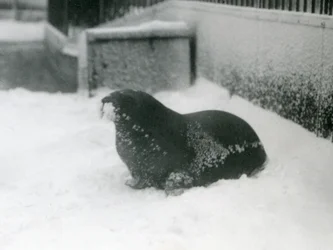 Un jeune morse dans la neige, Zoo de Londres, février 1924