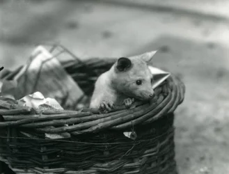 Un jeune opossum albinos regardant hors d