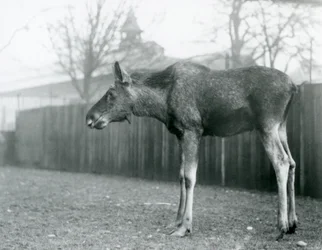 Un jeune élan mâle, avec des blessures de bois récemment perdus, dans son enclos au Zoo de Londres