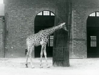 Une jeune girafe femelle debout devant un arbre, dans le paddock à l
