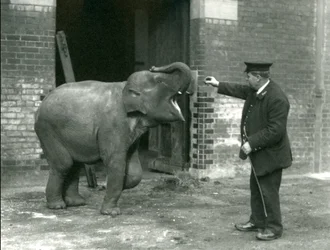 Jeune éléphante indienne avec le gardien H. Robertson, Zoo de Londres, 22 février 1922