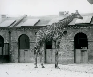Un jeune girafe mâle debout dans son enclos devant la Maison des Girafes, Zoo de Londres