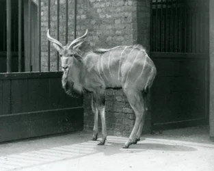 Un jeune mâle Grand Koudou debout dans son enclos au Zoo de Londres en 1929 (photo n/b)