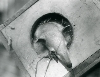 Un jeune tamandua regardant hors de sa boîte de nidification, Zoo de Londres, avril 1925