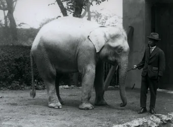 Éléphant blanc albinos Pawah avec le Dr. Saw Po Min, Zoo de Londres, mai 1926