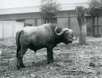 Un buffle d