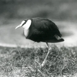 Un jacana africain debout sur l