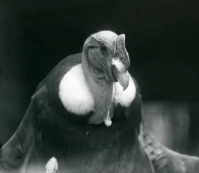 Un Condor des Andes au Zoo de Londres en 1926