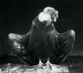 Un condor des Andes reposant sur une bûche, Zoo de Londres, 1925
