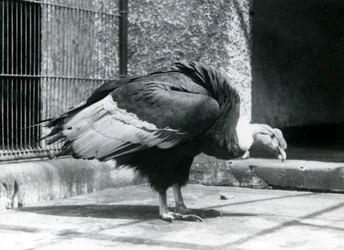 Un vautour des Andes debout sur le sol de son enclos au zoo de Londres en juillet 1925