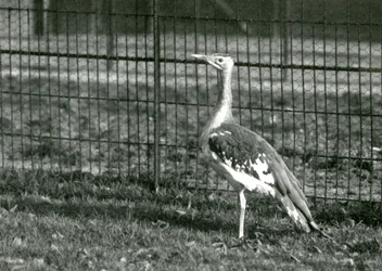 Un outarde arabe debout dans son enclos au Zoo de Londres, 1924