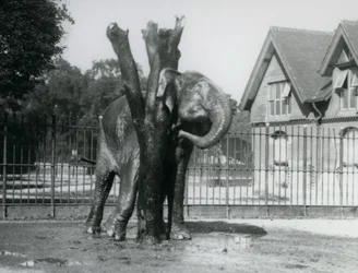 Un éléphant asiatique se grattant derrière l