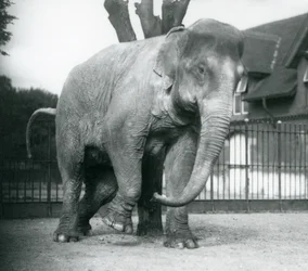 Un éléphant d
