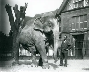 Un éléphant asiatique se grattant contre un arbre mort, en équilibre sur trois pattes, avec son dresseur, Syed Ali, regardant, zoo de Londres