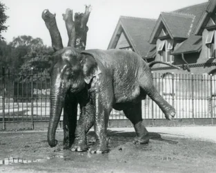 Un éléphant d