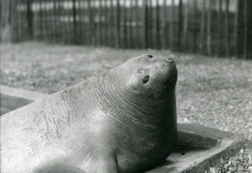 Un éléphant de mer se reposant dans son bassin au zoo de Londres en 1930 (photo n/b)
