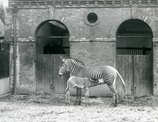 Une zèbre de Grévy impériale en voie de disparition nourrissant son poulain, dans leur enclos au Zoo de Londres en 1927