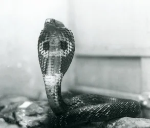 Un cobra indien à lunettes avec tête levée et capuche déployée, Zoo de Londres, octobre 1925
