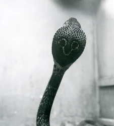 Un cobra indien à lunettes avec tête levée et capuche déployée, Zoo de Londres, octobre 1925