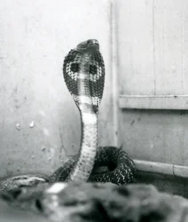 Un cobra indien à lunettes avec tête levée et capuche déployée, Zoo de Londres, octobre 1925