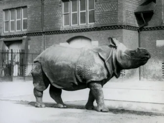 Un rhinocéros indien au zoo de Londres
