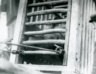 Un rhinocéros indien regarde hors de sa caisse de transport en bois à son arrivée au zoo de Londres en 1924 (photo n/b)