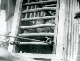 Un rhinocéros indien regardant hors de sa caisse de transport en bois à son arrivée au Zoo de Londres en 1924