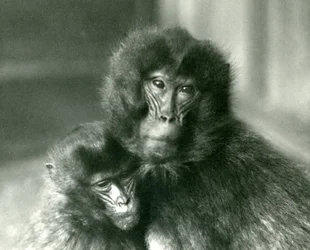 Un adulte et un jeune gelada au zoo de Londres en janvier 1925