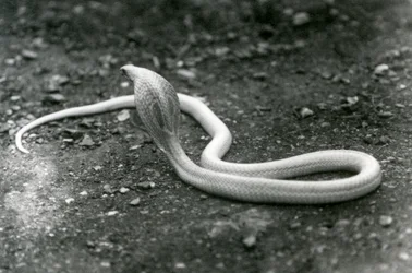 Un cobra albinos indien à lunettes avec sa tête levée et son capuchon déployé, Zoo de Londres, septembre 1924