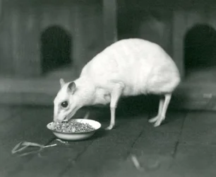 Un chevrotain javanais albinos mangeant dans un bol au Zoo de Londres en 1926