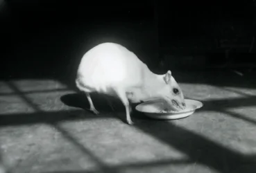 Un chevrotain albinos mangeant dans un plat, zoo de Londres, décembre 1926