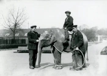 Un éléphant indien bébé avec les gardiens A. Church et H. Robertson au zoo de Londres, juin 1922