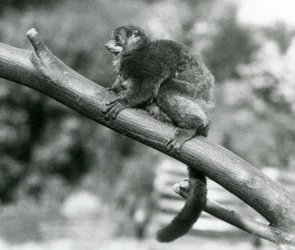 Un lémur géant de Coquerel en danger, reposant sur une branche au zoo de Londres, octobre 1929