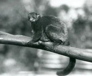 Un microcèbe géant de Coquerel/microcèbe nain de Coquerel/microcèbe géant du Sud menacé, au repos sur une branche au zoo de Londres, octobre 1929