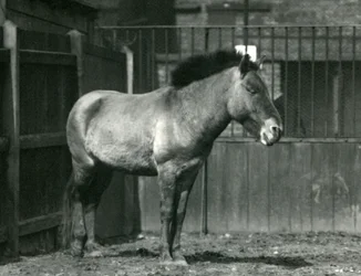 Un cheval sauvage de Przewalski en danger debout dans son enclos au zoo de Londres en 1927