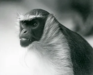 Un singe Roloway en danger au zoo de Londres
