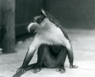 Un cercopithèque de Roloway menacé d