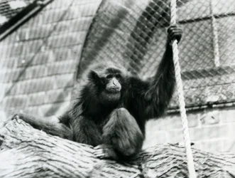 Un gibbon Siamang en danger assis sur une bûche, tenant une corde, zoo de Londres, 1927