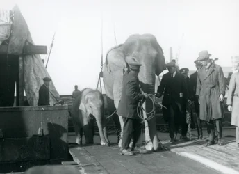 Éléphants asiatiques débarquant d
