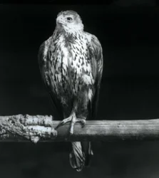 Aigle de Bonelli reposant sur une branche au Zoo de Londres, septembre 1925
