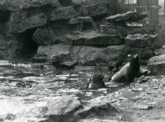 Lions de mer de Californie avec de la glace sur leur bassin, Zoo de Londres